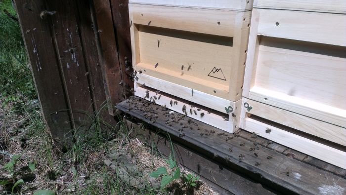 Ableger in neuer Beute