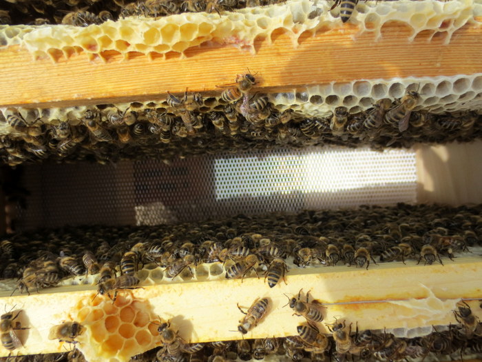 Blick in die Wabengasse