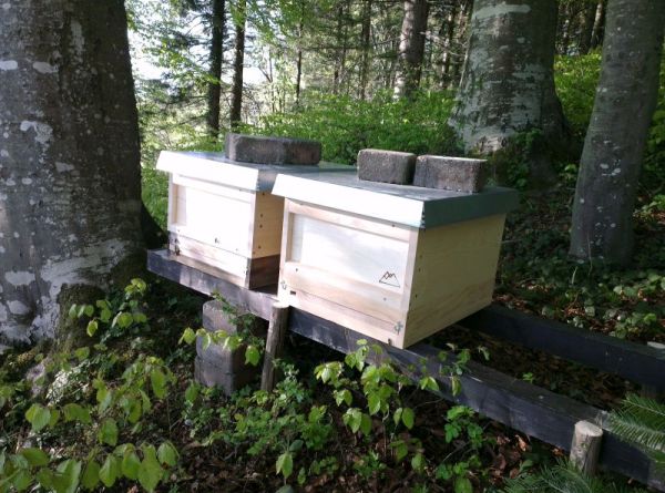 Ablegerstand Kapler Alm