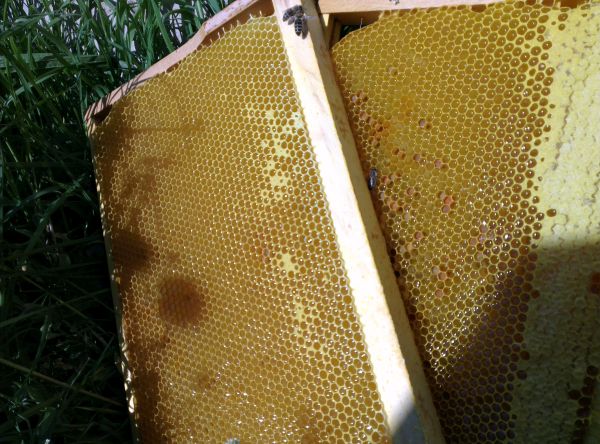 Futterwaben für Ableger