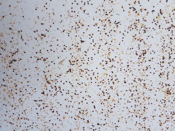 Zählen der Varroa-Milben auf der Windel