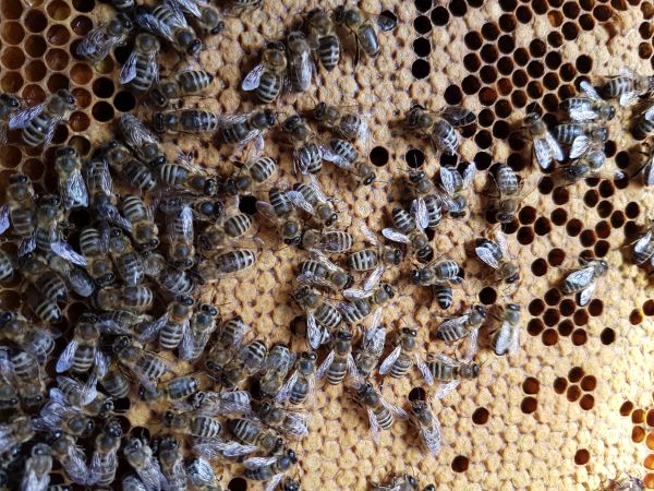 Verdeckelte Brut auf Wabe