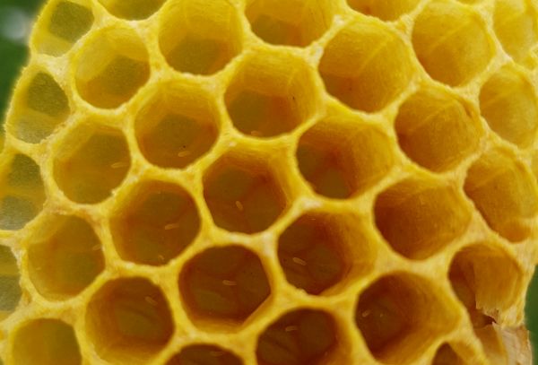 Drohnenwaben mit Stiften