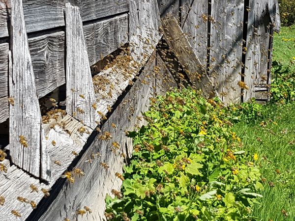 Flugbetrieb vor den Fluglöchern