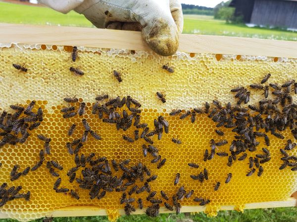 Wabe mit Bienen