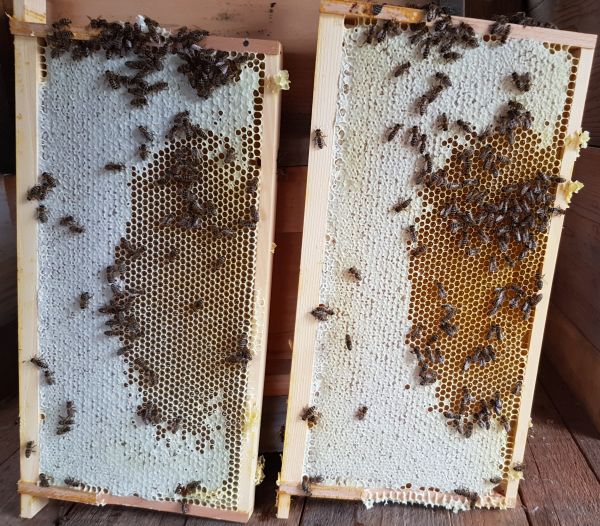 Verdeckelte Honigwaben