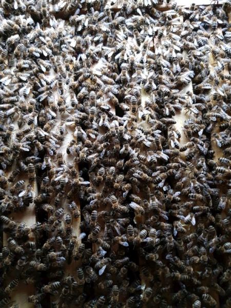 Bienen in der Beute